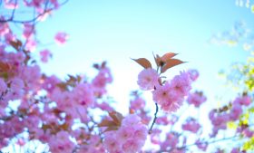 八重桜＠野木和公園